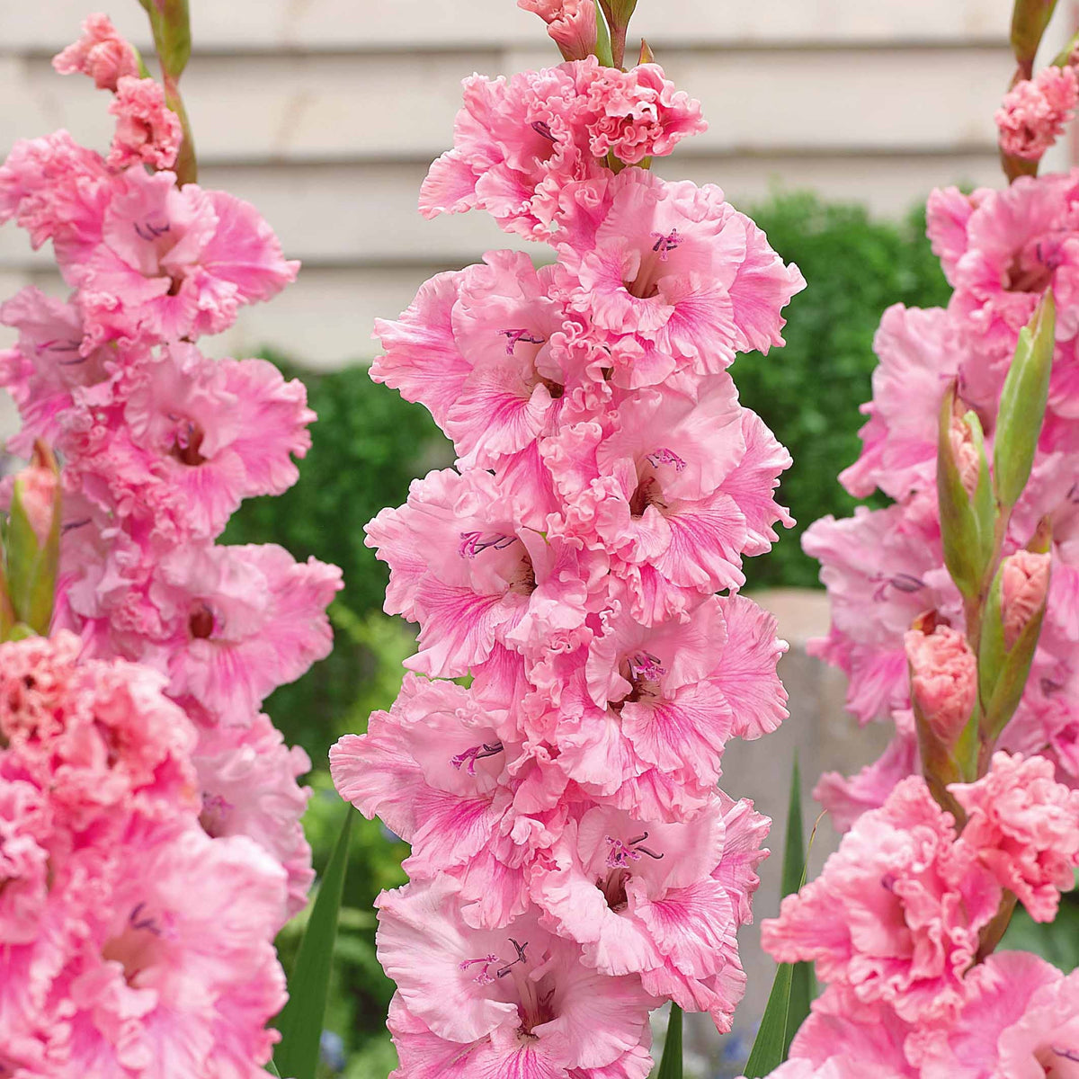 Collectie van papegaai-gladiolen (x30) - Gladiolus 'kirov','saratov','katherina' - Bakker