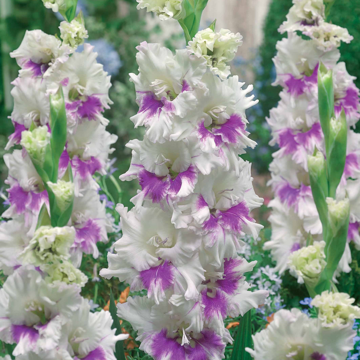 Gladiolus 'kirov','saratov','katherina' - Collectie van papegaai-gladiolen (x30) - Gladiolen