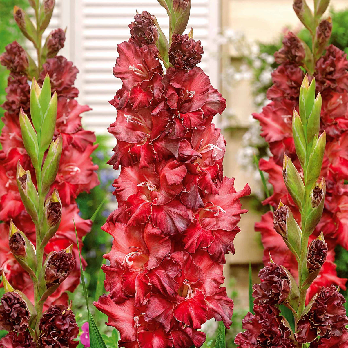 Gladiolen - Collectie van papegaai-gladiolen (x30) - Gladiolus 'kirov','saratov','katherina'
