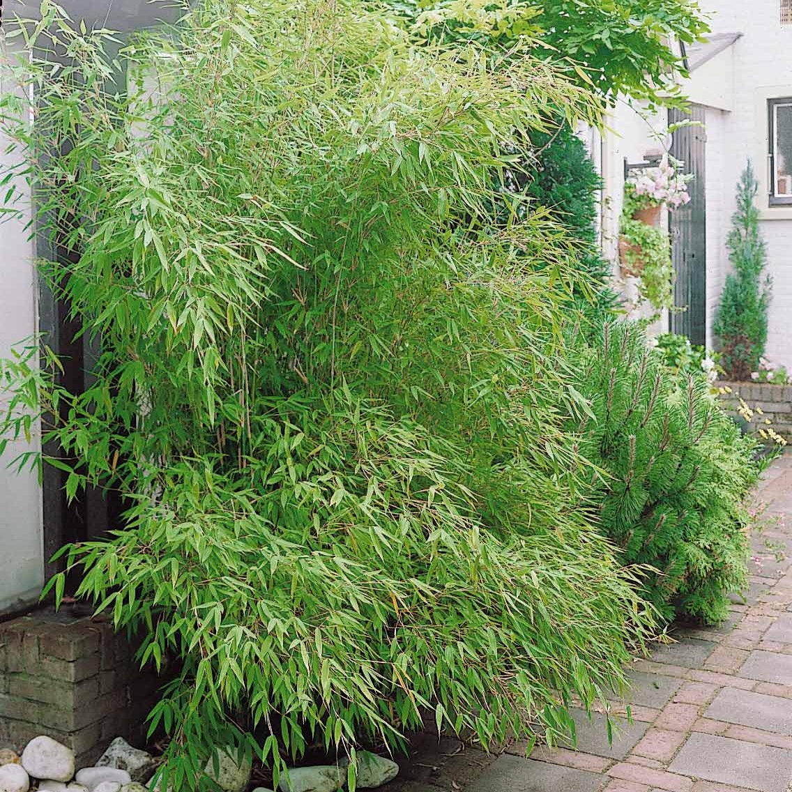 Bamboe Collectie: groen, geel, rood (x3) - Phyllostachys bissetii, aureosulcata Aureocaulis, Fargesia scabrida Asian Wonder - Bakker