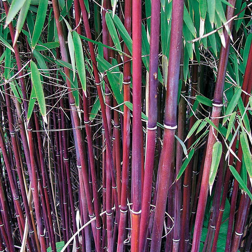 Bamboe Collectie: groen, geel, rood (x3) - Bamboe - Bakker