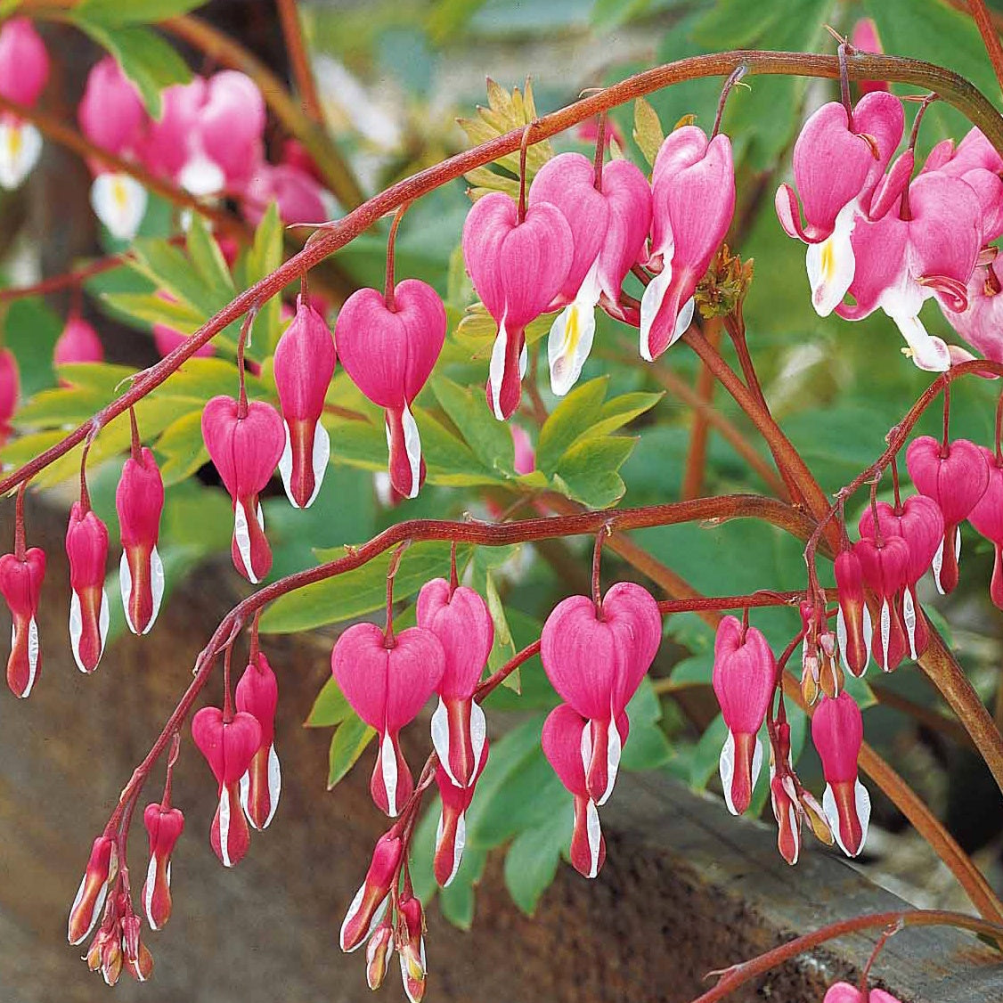 Verkoop Gebroken hartje Mix - 3x roze + 1x wit (x4) - Dicentra spectabilis