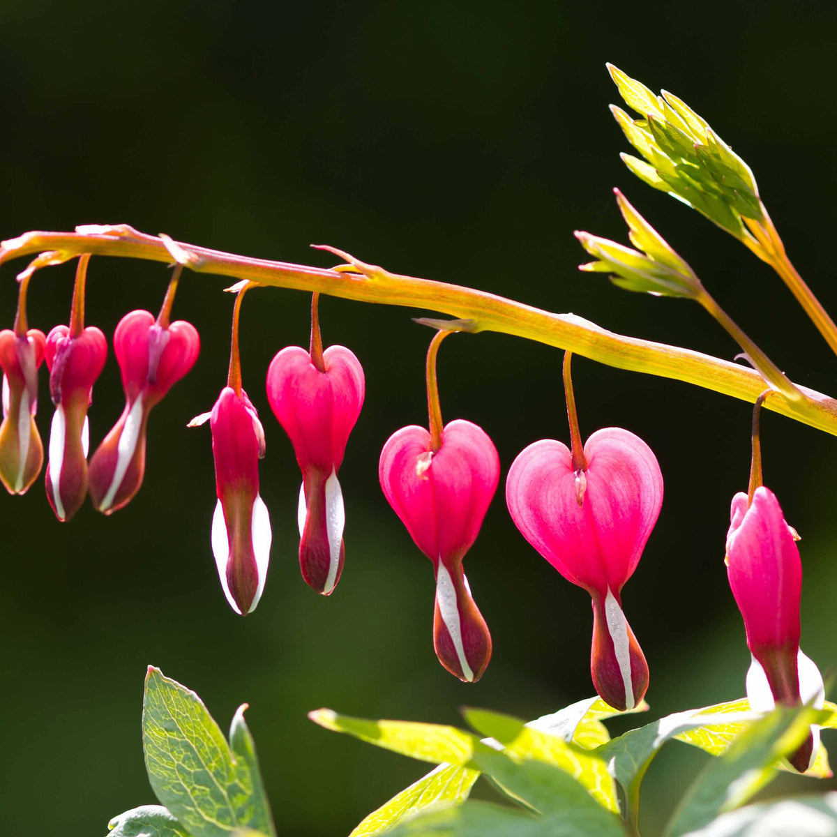 Gebroken hartje - Gebroken hartje Mix - 3x roze + 1x wit (x4) - Dicentra spectabilis