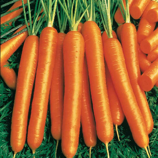Wortel Mix 'Naintaise' + 'Carentan' + 'Comar' - Collection de carottes: 40g Nantaise, 5gCarentan, 5 g Colmar - Moestuin