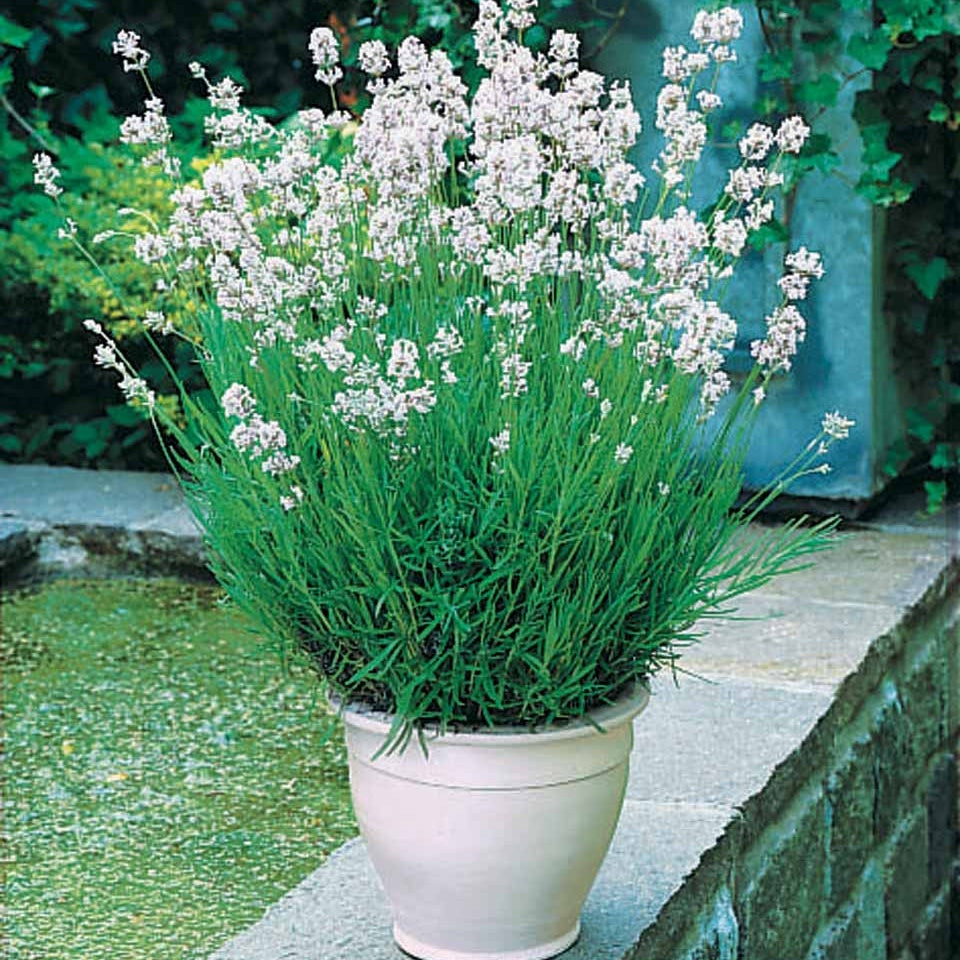 Lavendel - Wit en Roze Lavendel Collectie (x4) - Lavandula angustifolia alba, rosea