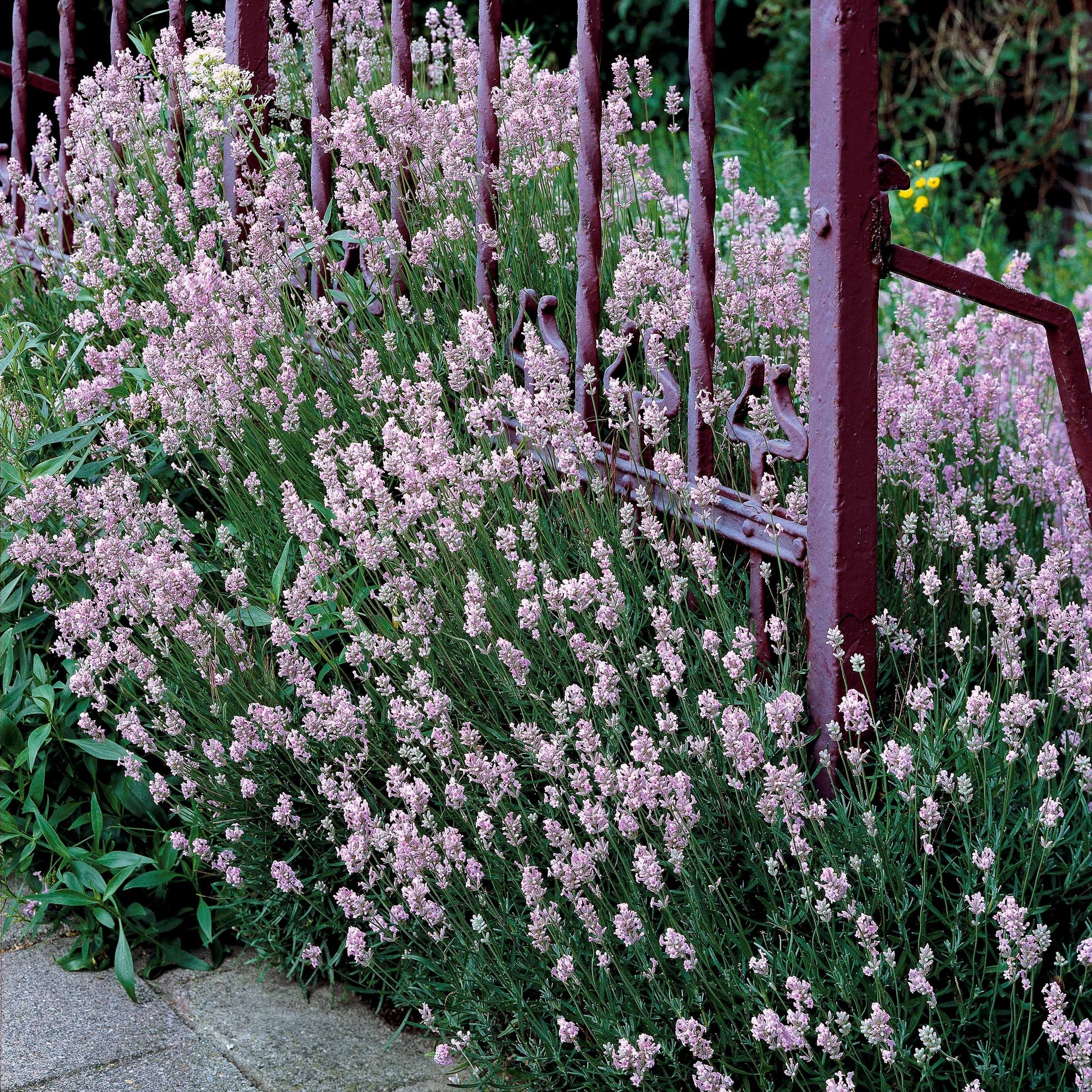 Wit en Roze Lavendel Collectie (x4) - Lavandula angustifolia alba, rosea - Lavendel