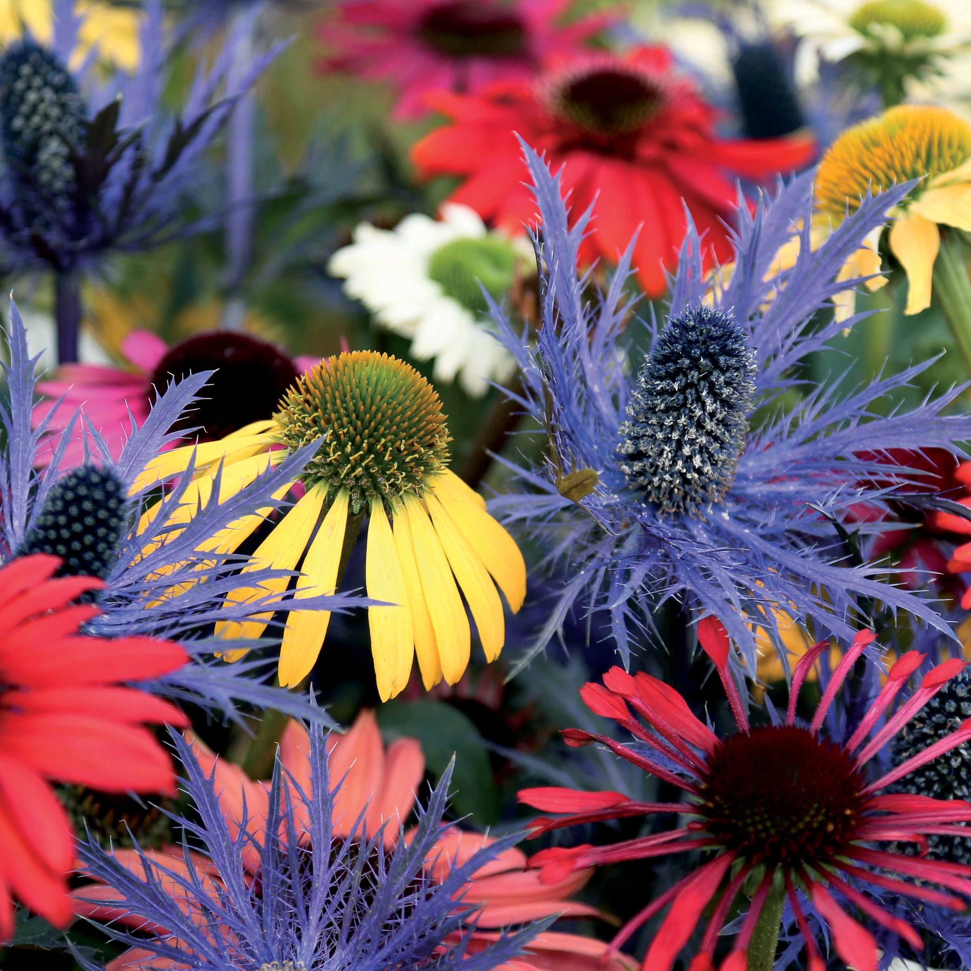 Vaste planten Mix - Zonnehoed (x3) - Echinacea, eryngium alpinum - Heesters en vaste planten