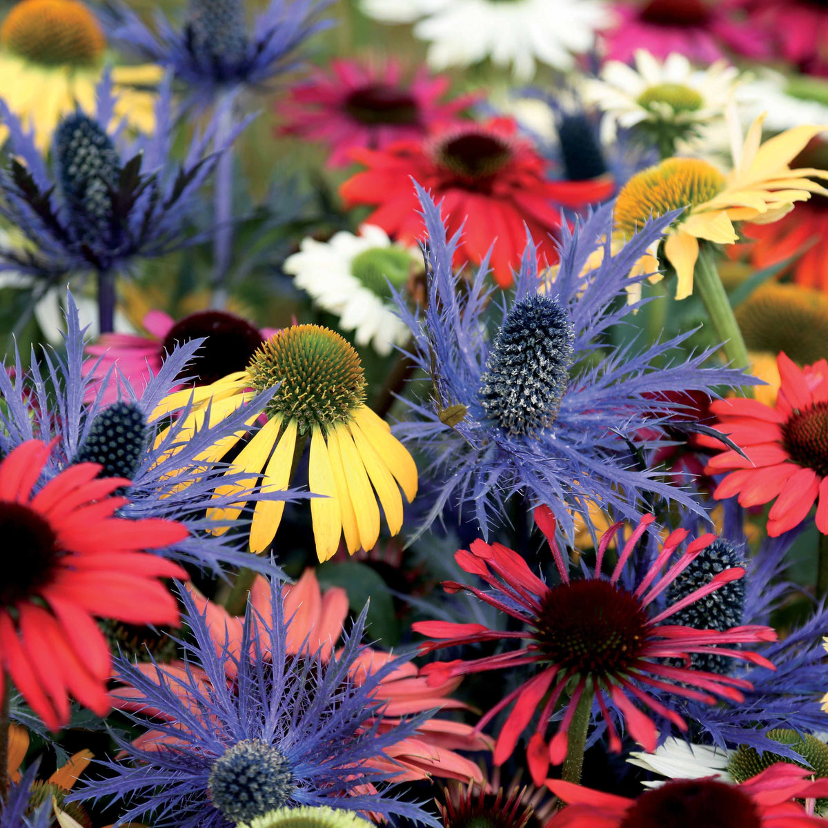 Vaste planten Mix - Zonnehoed (x3) - Rudbeckia, eryngium alpinum - Bakker