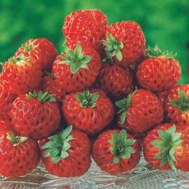 Originele Aardbeiencollectie (x4) - Fragaria pineberry ® framberry ®