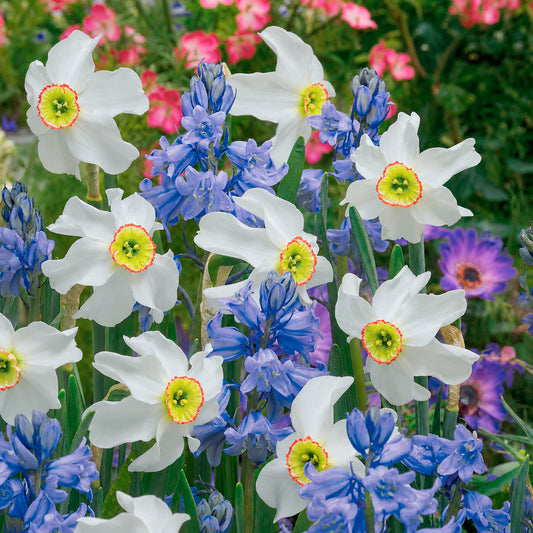 Bloembollen Mix blauw + wit - Bakker
