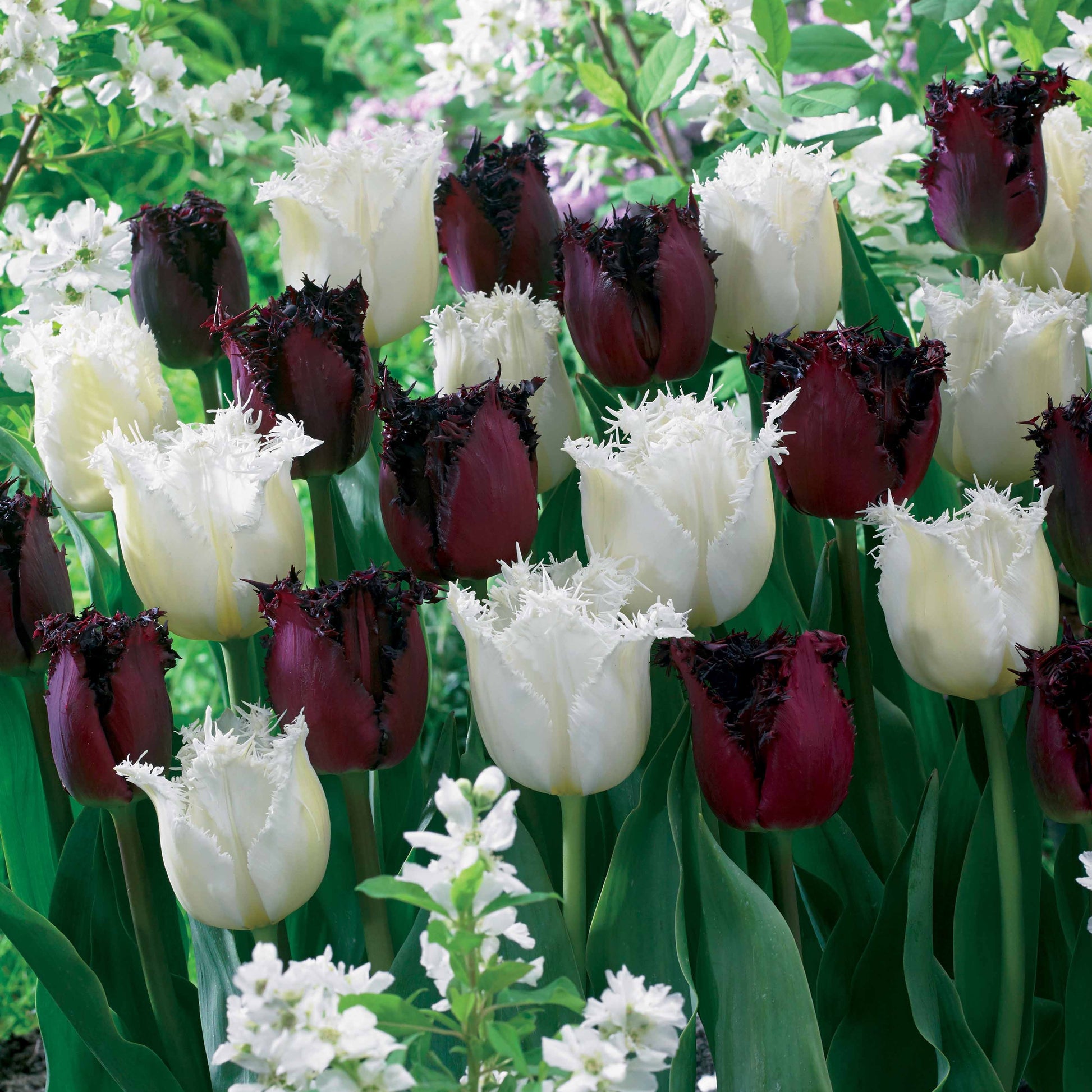 Gefranjerde tulpen 'North Pole' & 'Labrador' (x10) - Tulipa north pole , labrador - Bloembollen