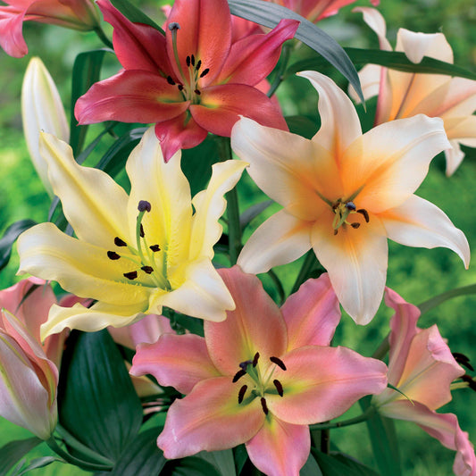 Lelie Mix OT (x4) - Bakker