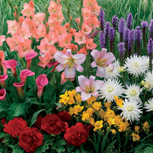 Zomerbollen Mix (x31) - Bakker