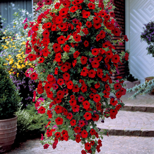 Petunia Collectie: rood, roze, geel (x9) - Bakker