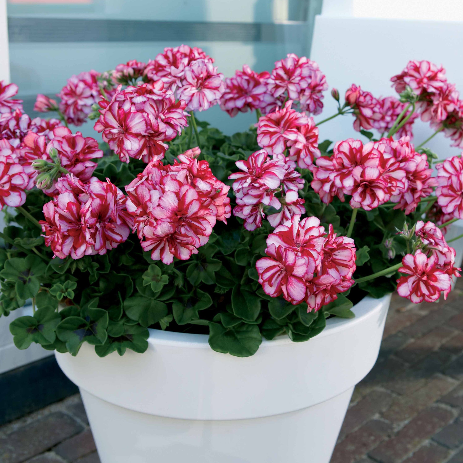 Collectie boomgeraniums: rood en tweekleurig (x6) - Pelargonium peltatum nixe , rouge