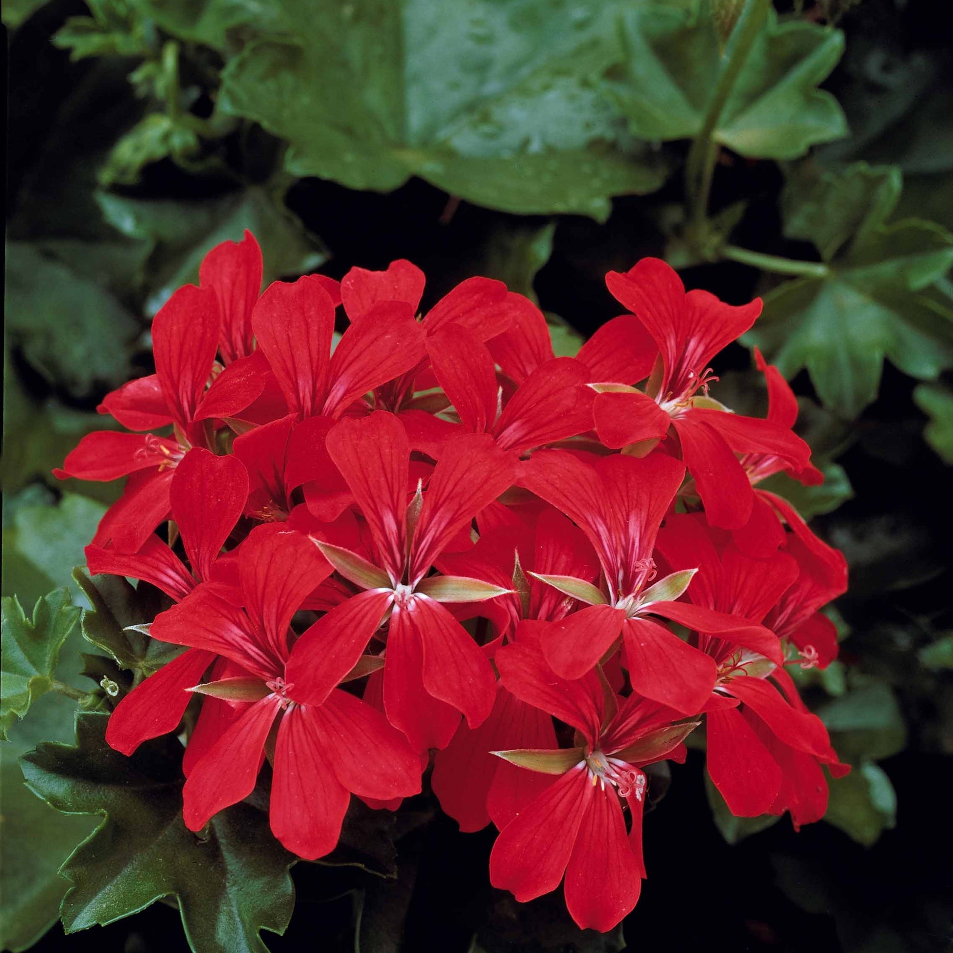 Collectie boomgeraniums: rood en tweekleurig (x6) - Pelargonium peltatum nixe , rouge