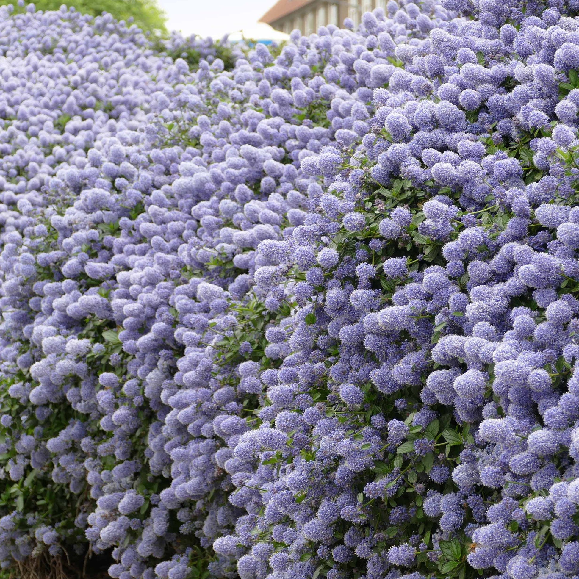 Italiaanse cipres 'Totem', Amerikaanse sering 'Victoria' (x3) - Cupressus totem, ceanothus impressus victoria, alb