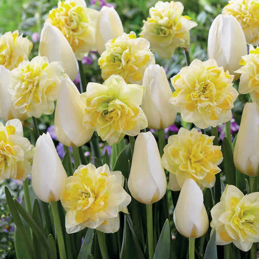 Tulpen 'Françoise' + Narcissen 'Sweet Pomponette' collectie (x20) - Bakker
