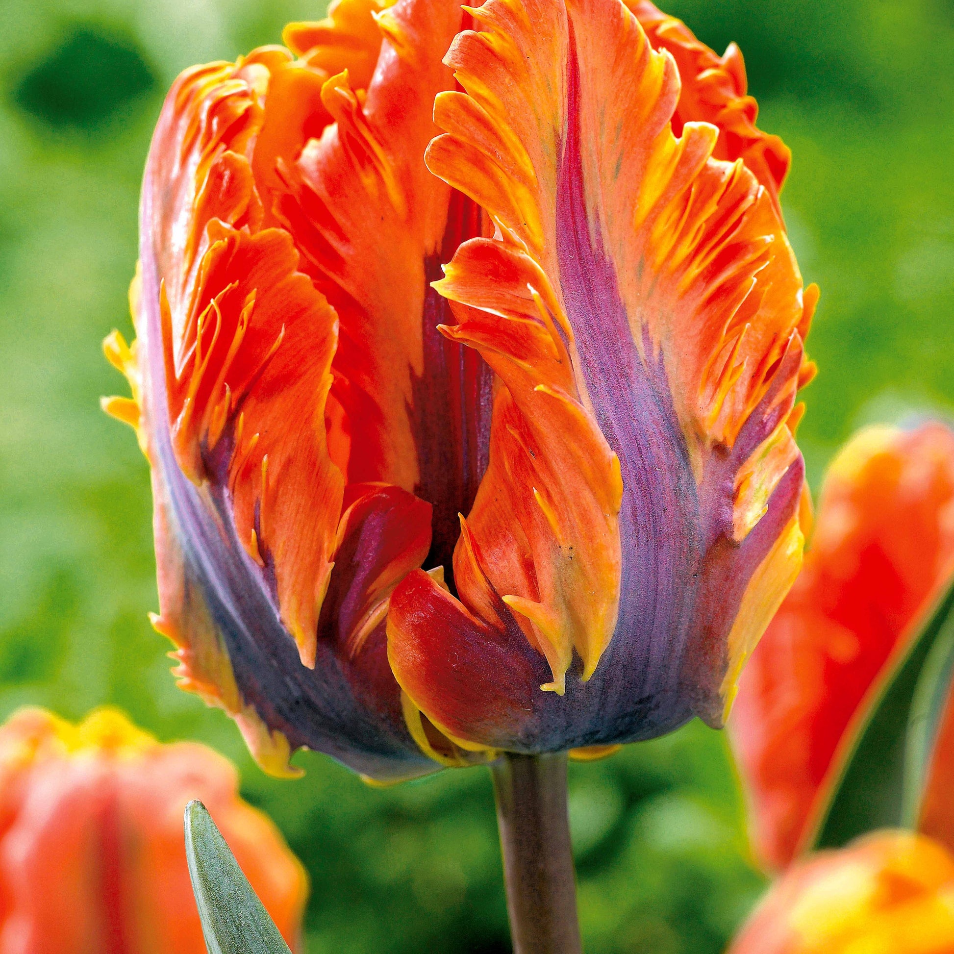 Parkiet Tulpen collectie: 'Princes Irene'  + 'Black Parrot' + 'Apricot Parrot' (x24) - Tulipa (princesse  irene, black parrot, apricot pa - Tulpen