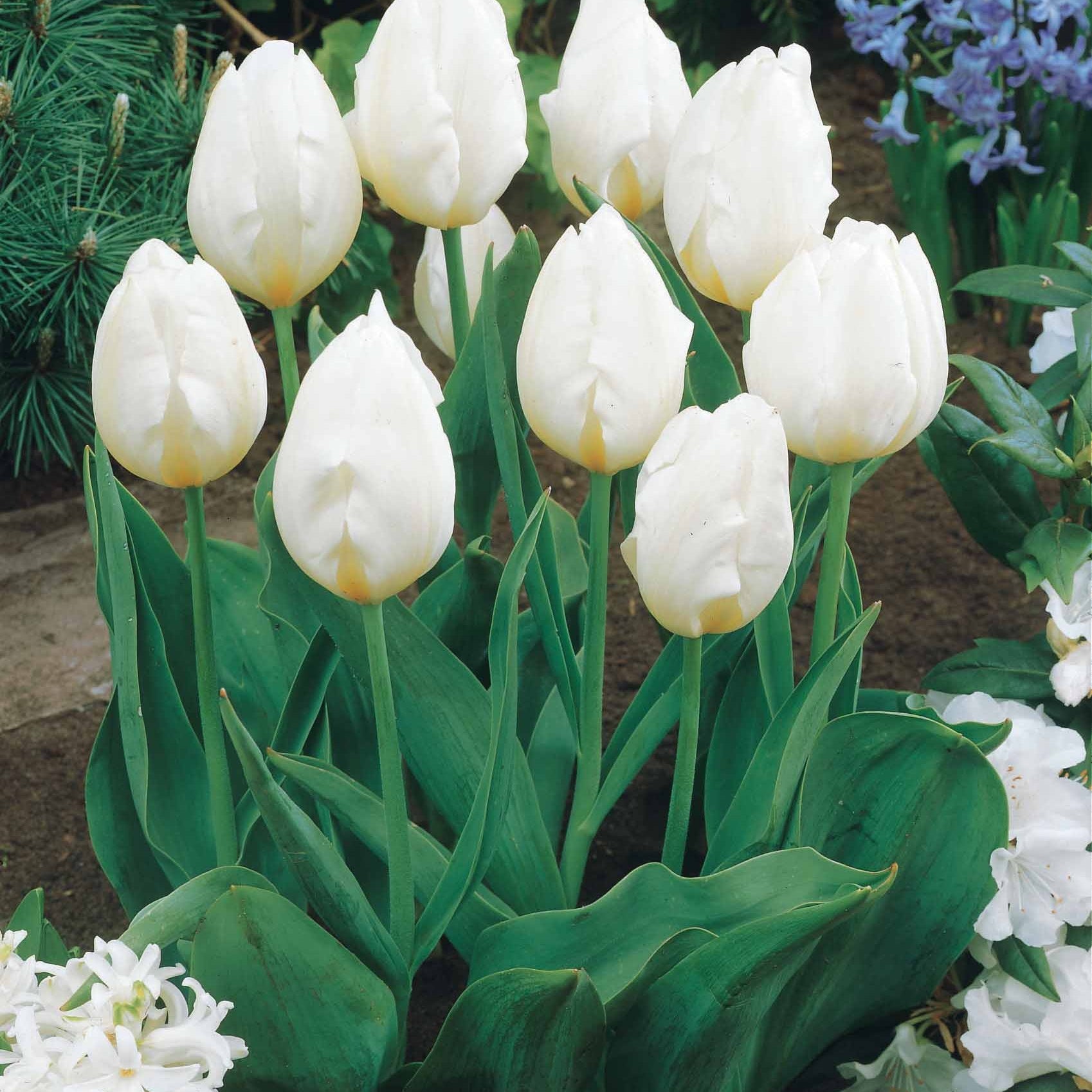 Collectie Langstelige tulpen (x20) - Tulipa - Voorjaarsbloeiers