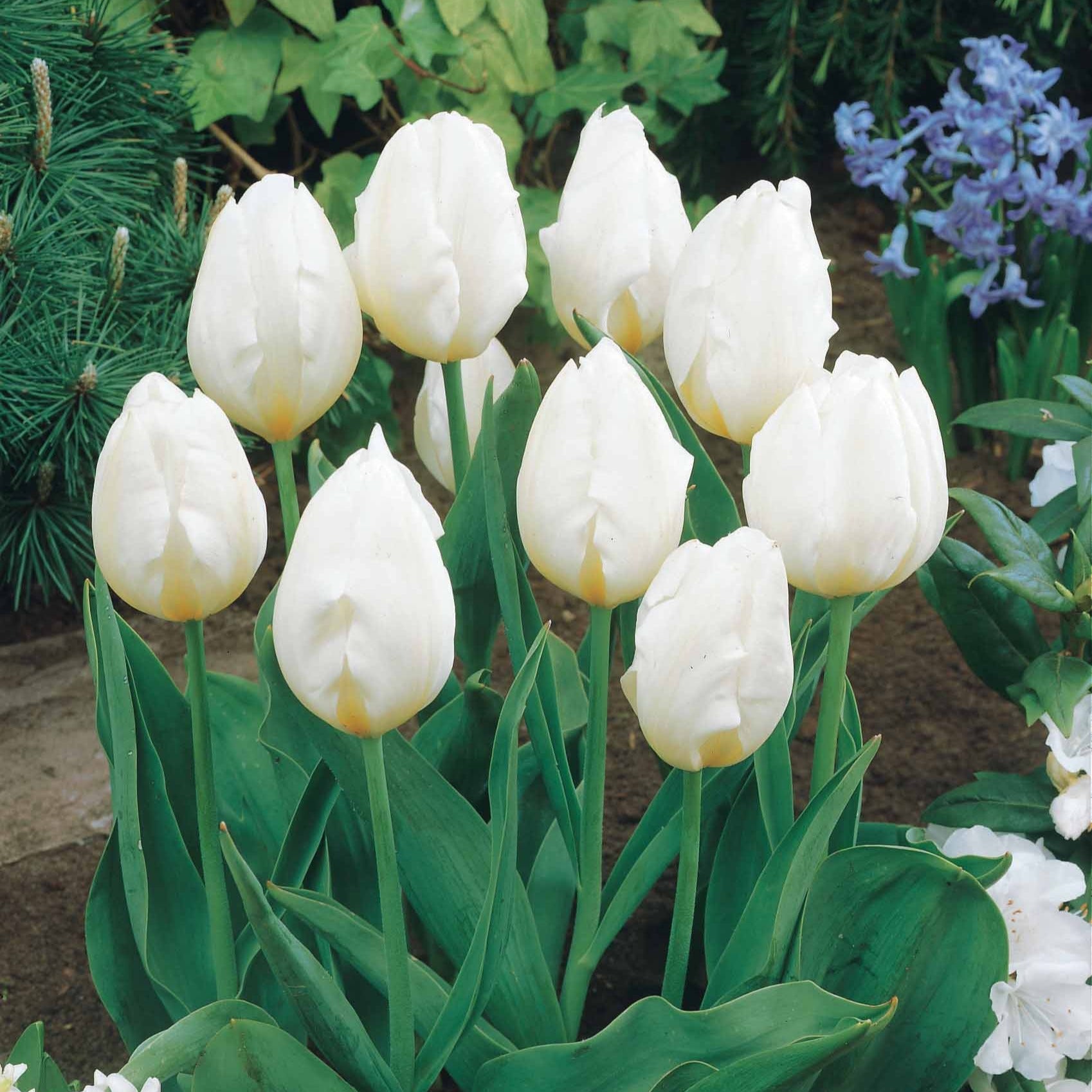 Collectie Langstelige tulpen (x20) - Tulipa - Voorjaarsbloeiers