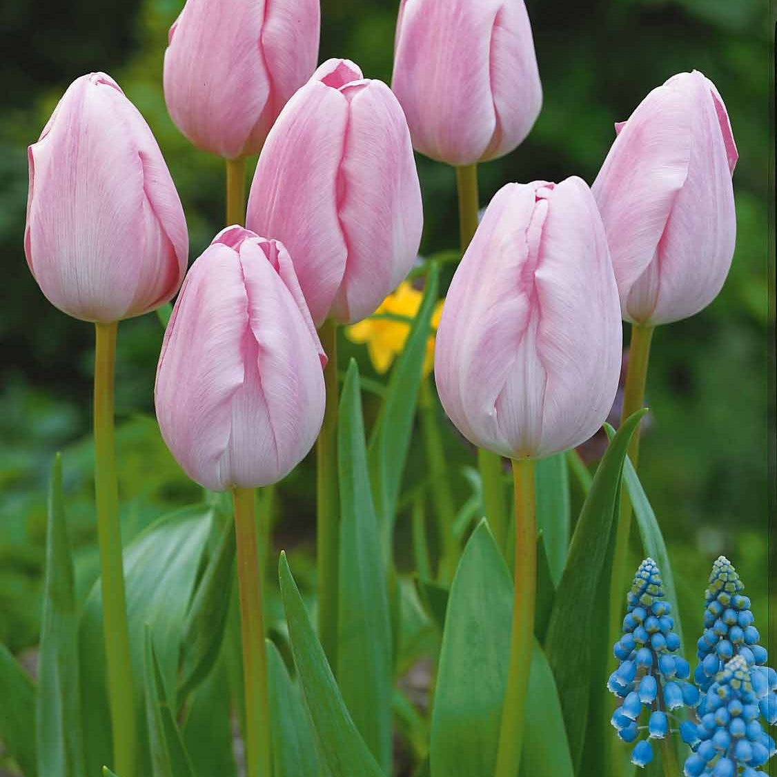 Collectie Langstelige tulpen (x20) - Tulipa - Tulpen