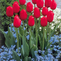 Collectie Langstelige tulpen (x20) - Tulipa