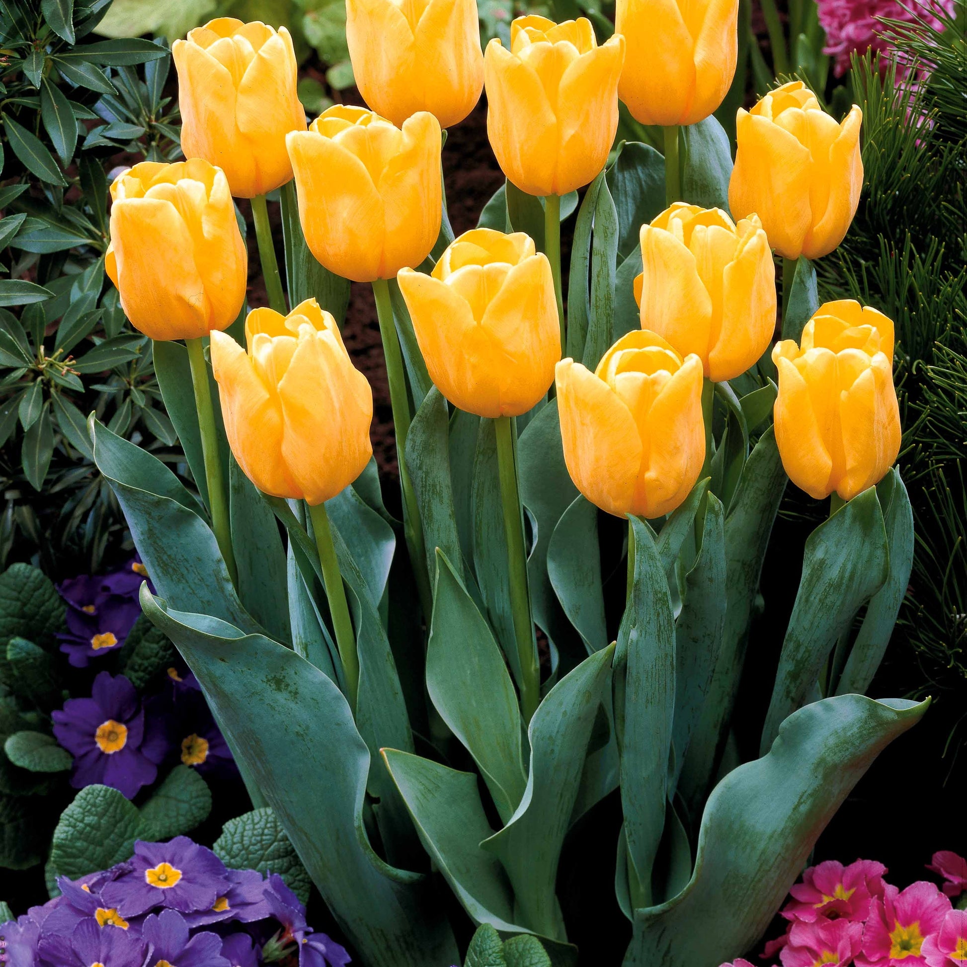 Collectie Langstelige tulpen (x20) - Tulipa