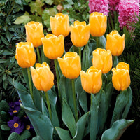 Collectie Langstelige tulpen (x20) - Tulipa