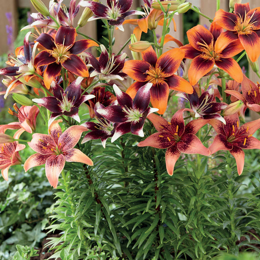 Meerkleurige Lelies gemengd (x5) - Lilium - Bloembollen