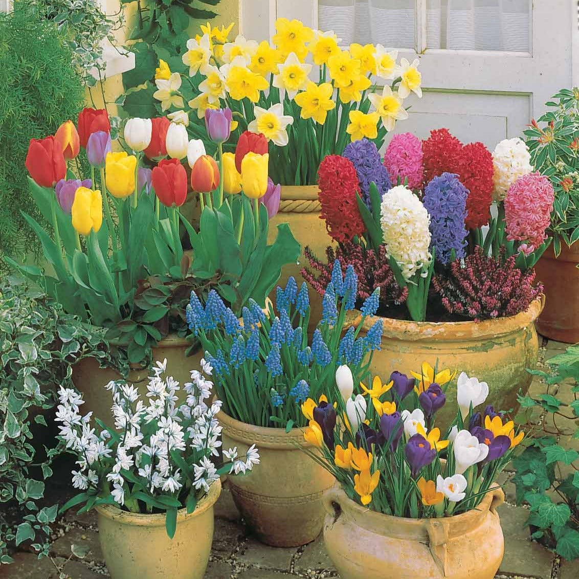 Bloembollenmix voor terras & tuin (x75) - Tulipa, narcissus, hyacinthus, crocus, muscaris, p - Bloembollen