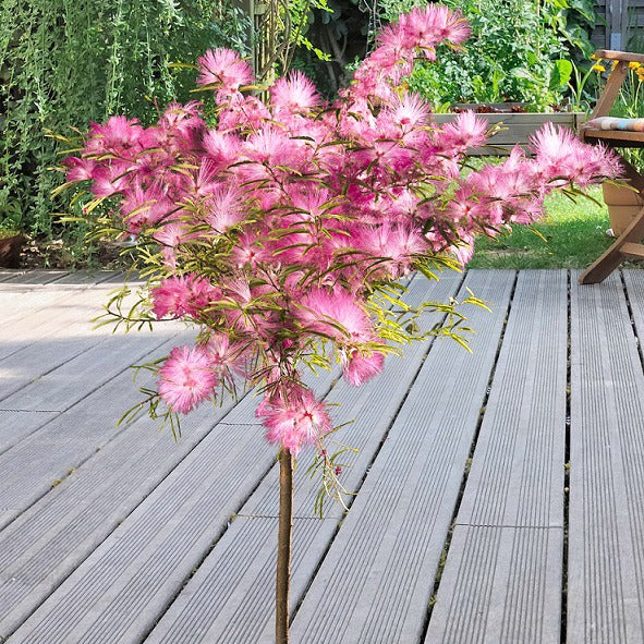 Surinaamse Poederdons op stam - Calliandra surinamensis pink powder puff - Terras- en balkonplanten