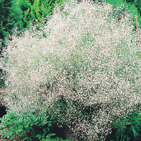 Verzameling vaste planten voor buitenbedden (x11) - Delphinium, gypsophila paniculata, centranthus ruber - Heesters en vaste planten