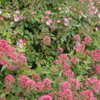 Verzameling vaste planten voor buitenbedden (x11) - Delphinium, gypsophila paniculata, centranthus ruber