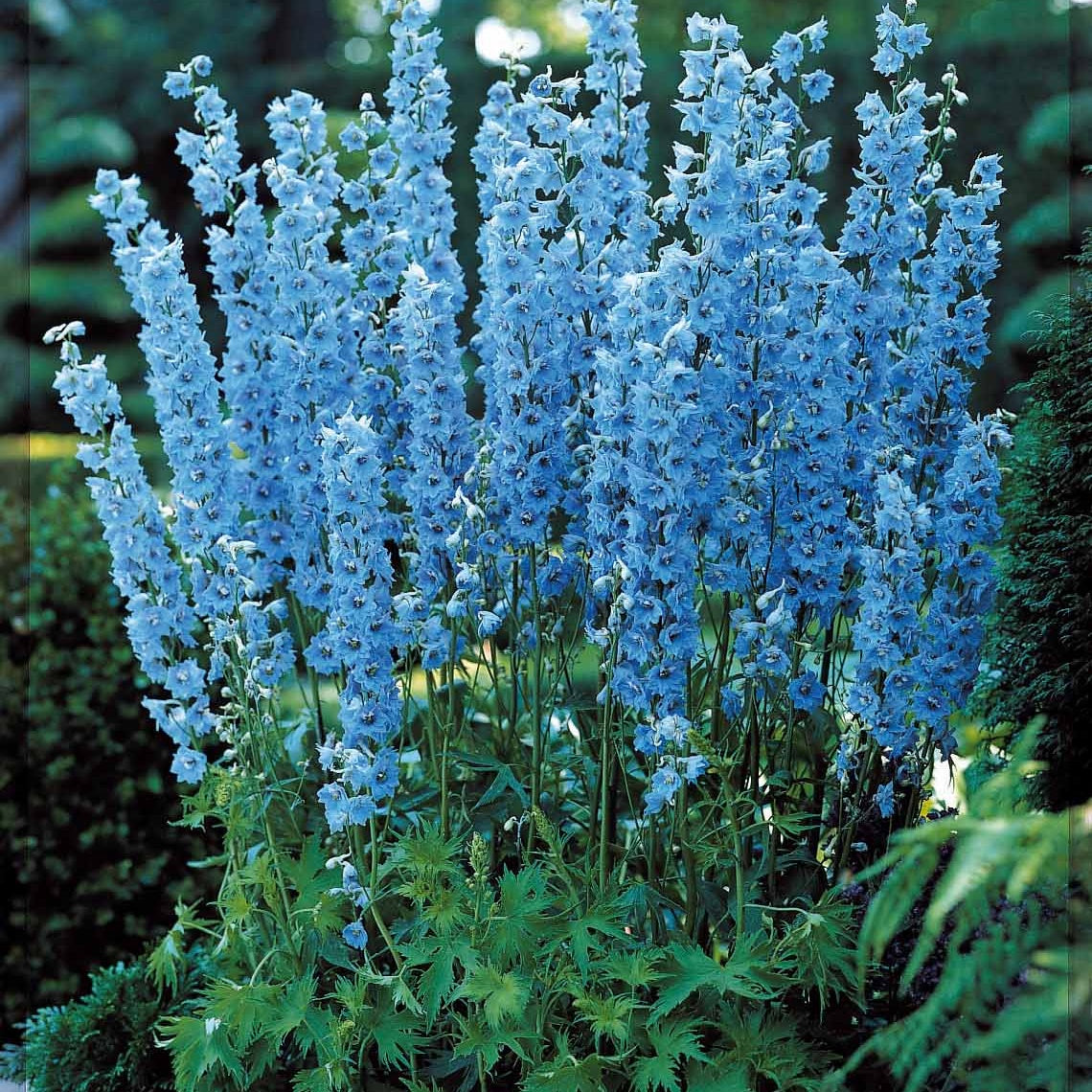 Verzameling vaste planten voor buitenbedden (x11) - Delphinium, gypsophila paniculata, centranthus ruber - Bloeiende vaste tuinplanten