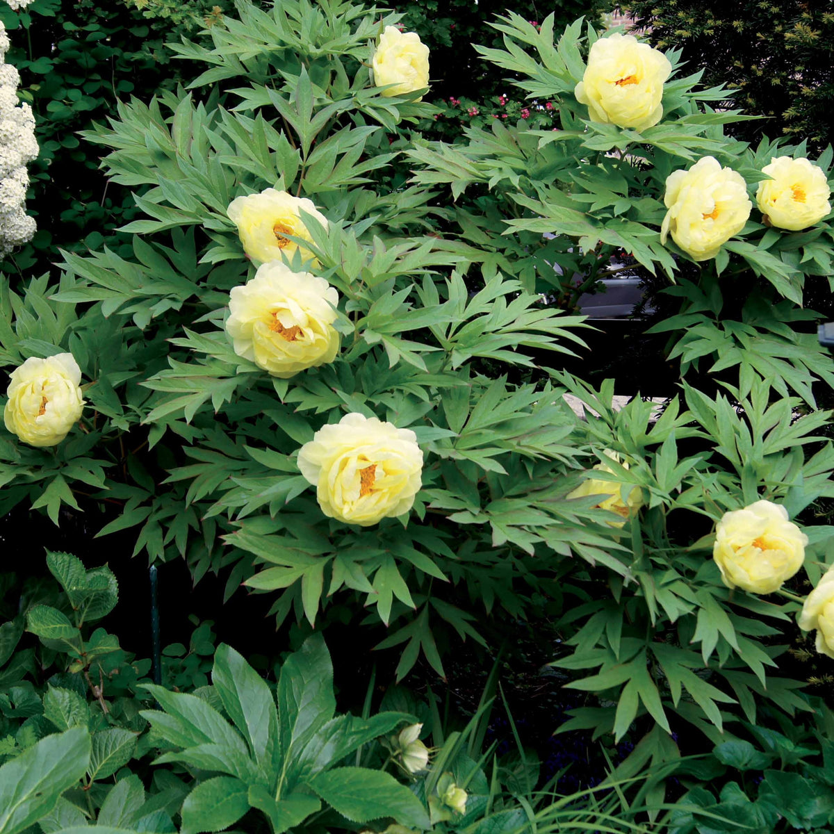 Vaste planten Mix pastelkleuren - Paeonia itoh bartzella, delphinium bolero, gaura lindheimeri - Bakker