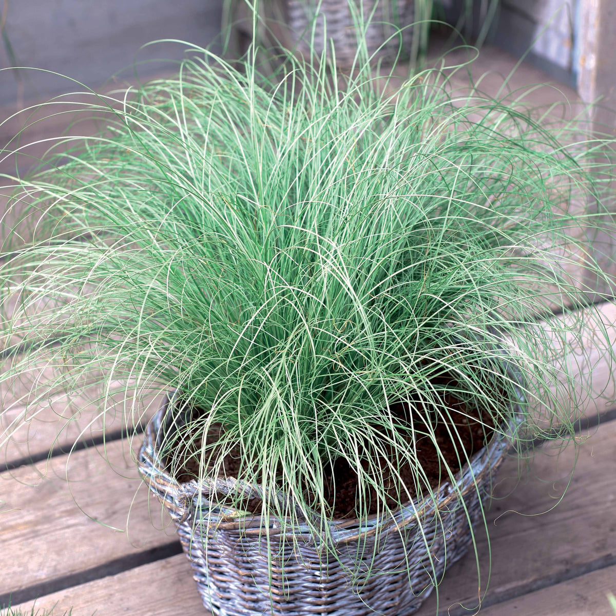 Carex  oshimensis Evergreen, Sedum Blue Pearl, Imperata cylindrica Red Baron, Gaura lindheimeri Whirling Butterflies - Collectie vaste planten met uniek blad (x7) - Vaste planten