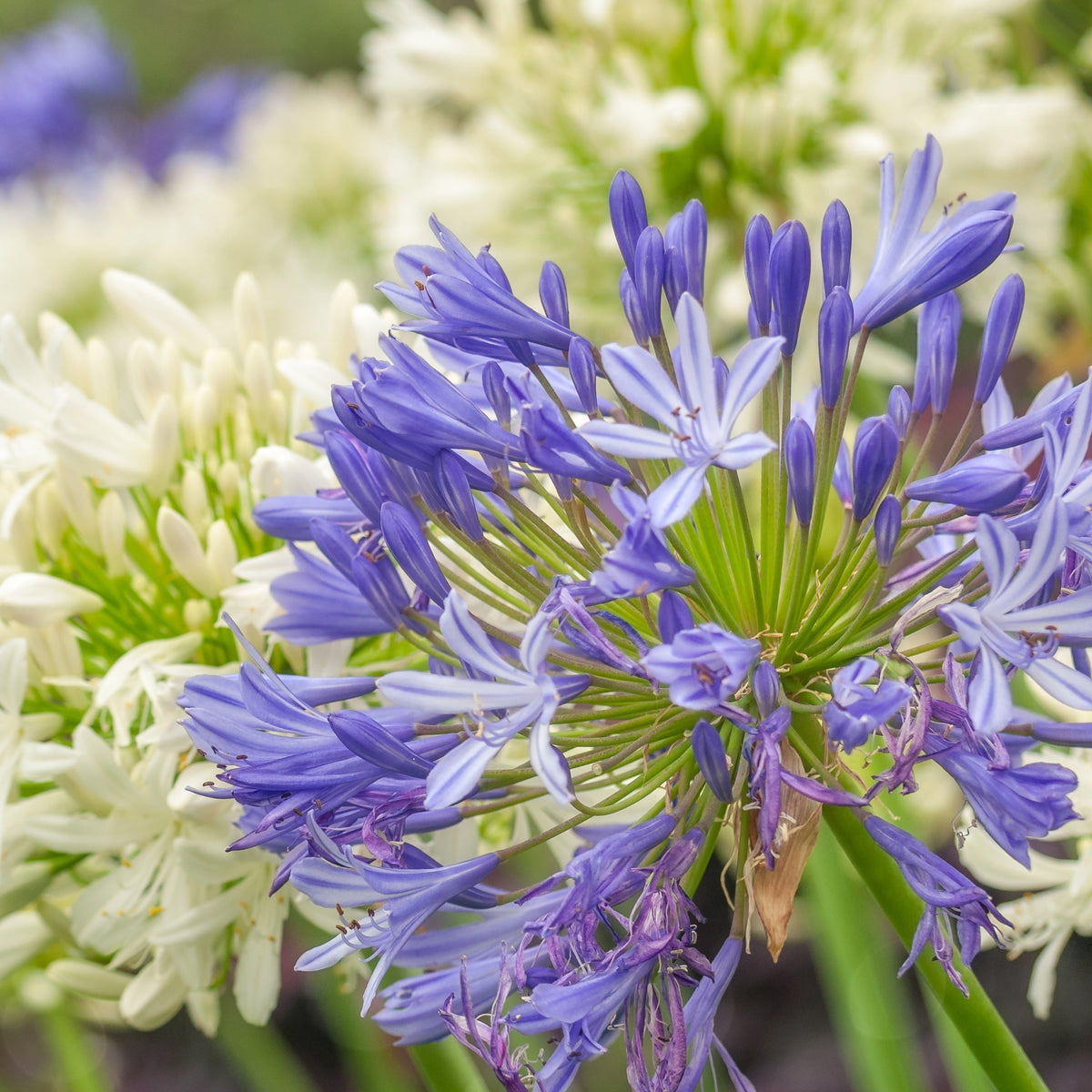 Verkoop Collectie vaste planten voor tuinen en potten (x7) - Gaura lindheimeri whirling butterflies , agapanthus umbellatus