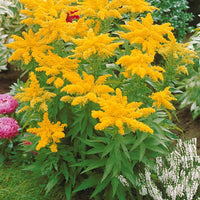 Vaste planten met gele bloemen Mix
