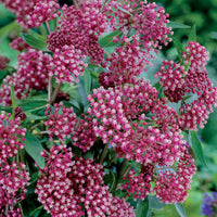 Vaste planten voor een kleurrijke tuin Mix