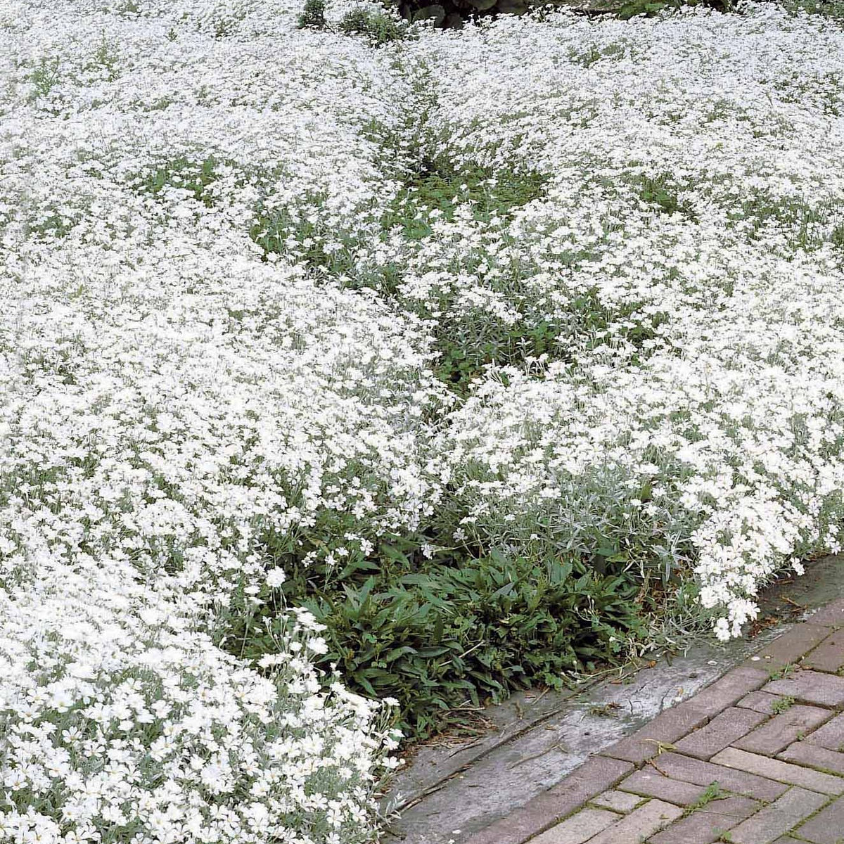 Collectie witbloeiende vaste planten (x9) - Plantenpakketten balkon en terras - Bakker
