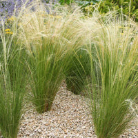 Moderne collectie vaste planten voor buiten (x6) - Stipa tenuissima, Muhlenbergia capillaris, Lavandula angustifolia