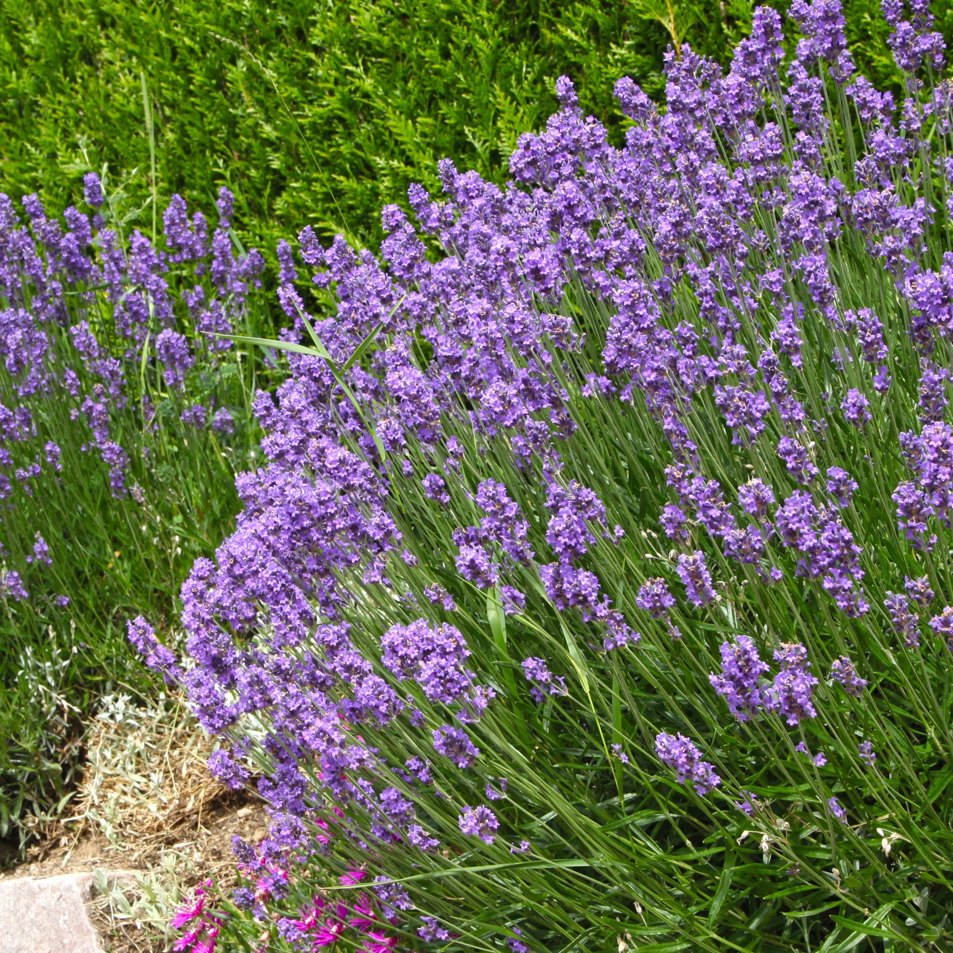 Moderne collectie vaste planten voor buiten (x6) - Stipa tenuissima, Muhlenbergia capillaris, Lavandula angustifolia