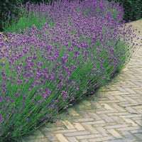 Moderne collectie vaste planten voor buiten (x6) - Stipa tenuissima, Muhlenbergia capillaris, Lavandula angustifolia - Heesters en vaste planten