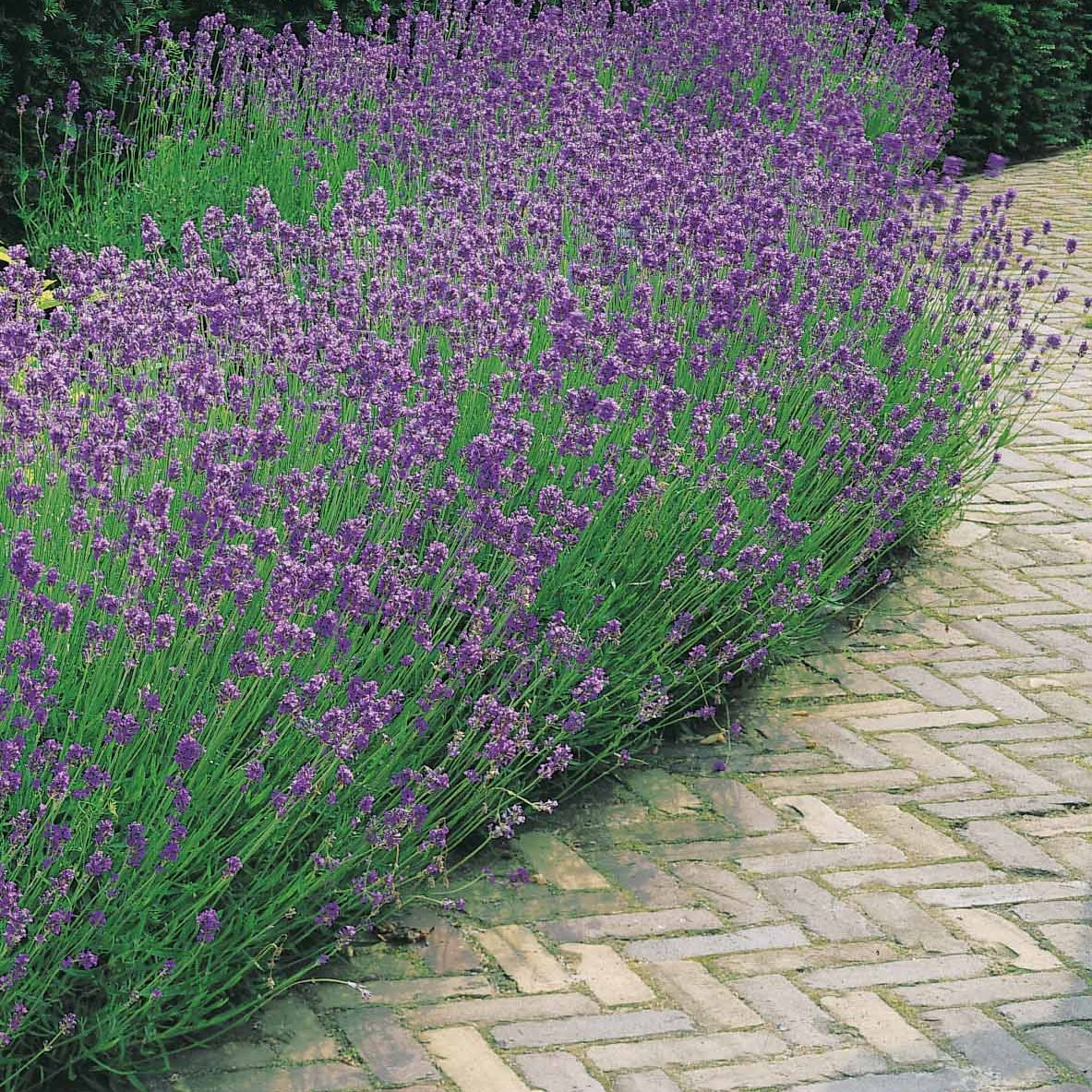 Verkoop Moderne collectie vaste planten voor buiten (x6) - Stipa tenuissima, Muhlenbergia capillaris, Lavandula angustifolia
