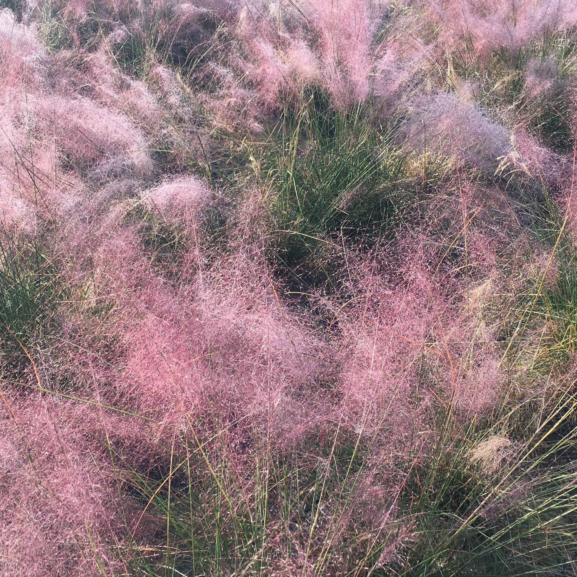 Moderne collectie vaste planten voor buiten (x6) - Stipa tenuissima, Muhlenbergia capillaris, Lavandula angustifolia