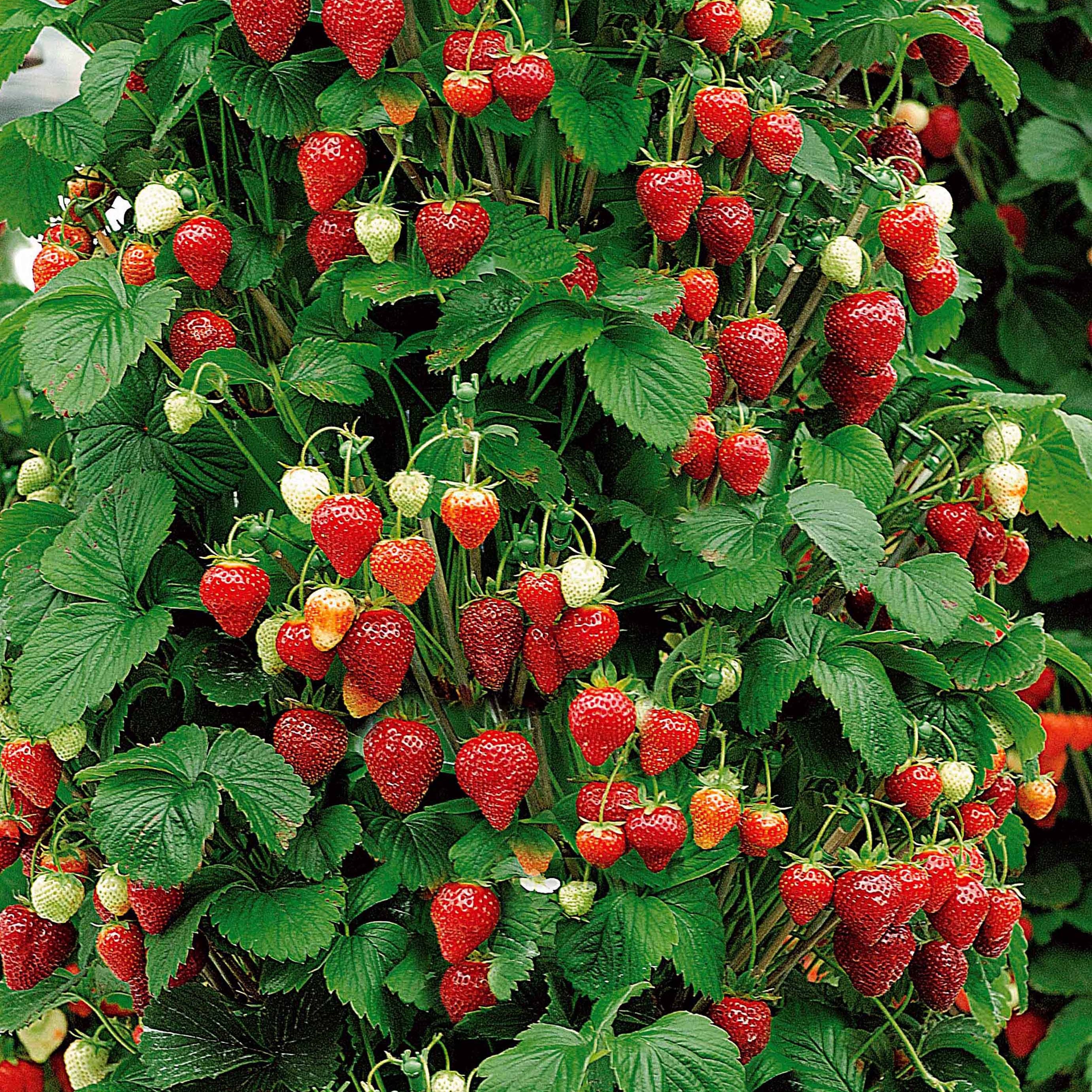 Verzameling van rode fruitbomen (x9) - Rubus idaeus 'sumo 2', ribes ...