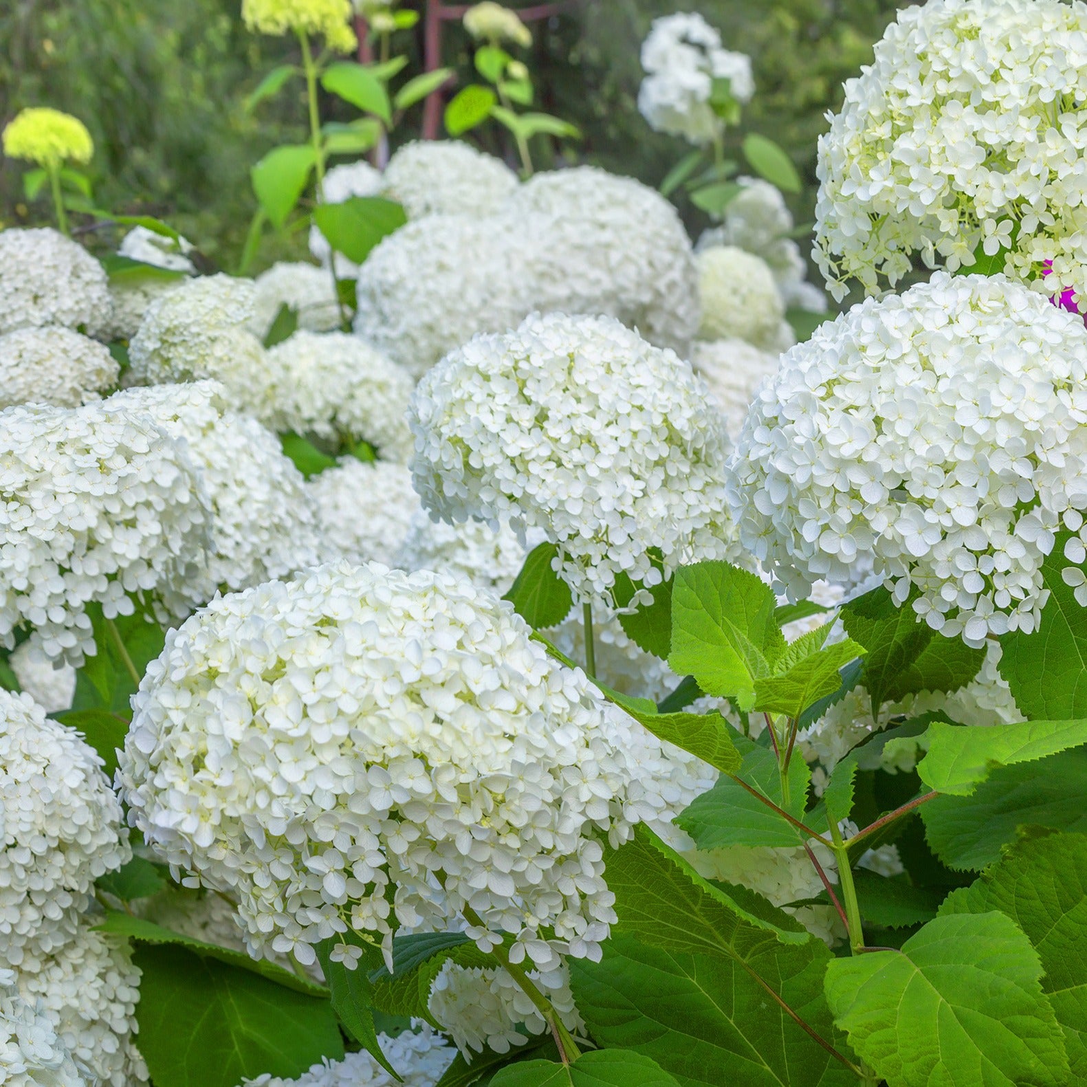 Verzameling hortensia's voor perken en hagen (x3) - Hydrangea
