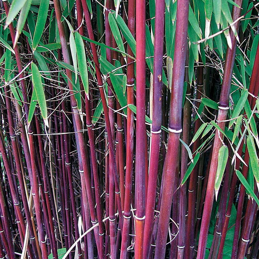 Bamboe, Reuzenkornoelje, Japanse esdoorn (x3) - Fargesia scabrida, cornus controversa, acer palmat - Heesters