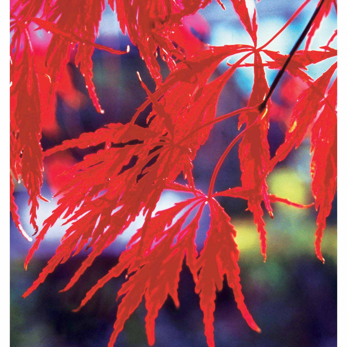 Verkoop Bamboe, Reuzenkornoelje, Japanse esdoorn (x3) - Fargesia scabrida, cornus controversa, acer palmat